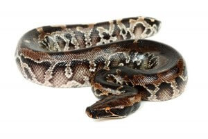 Python curtus, black Sumatra